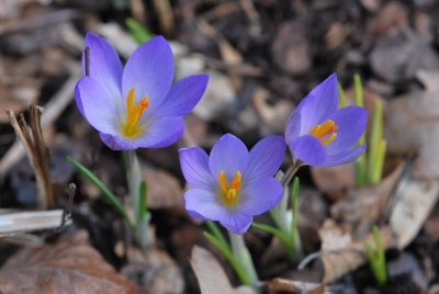 Crocusy - šafrány - květy